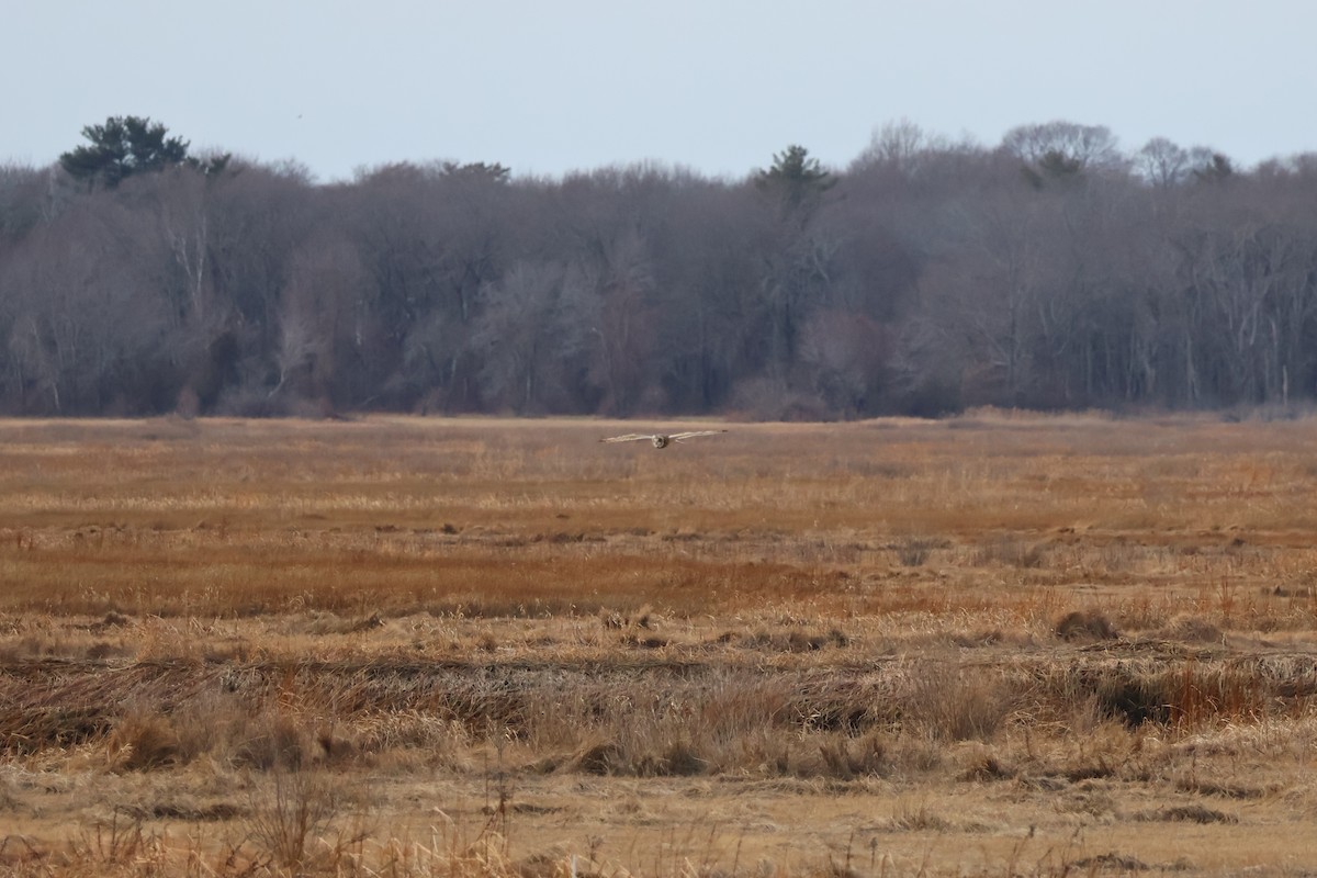 Zingira-hontza - ML647261971