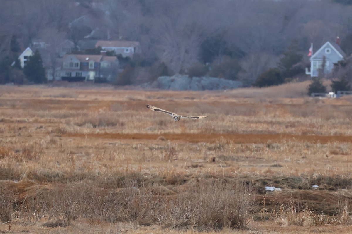 Zingira-hontza - ML647261972