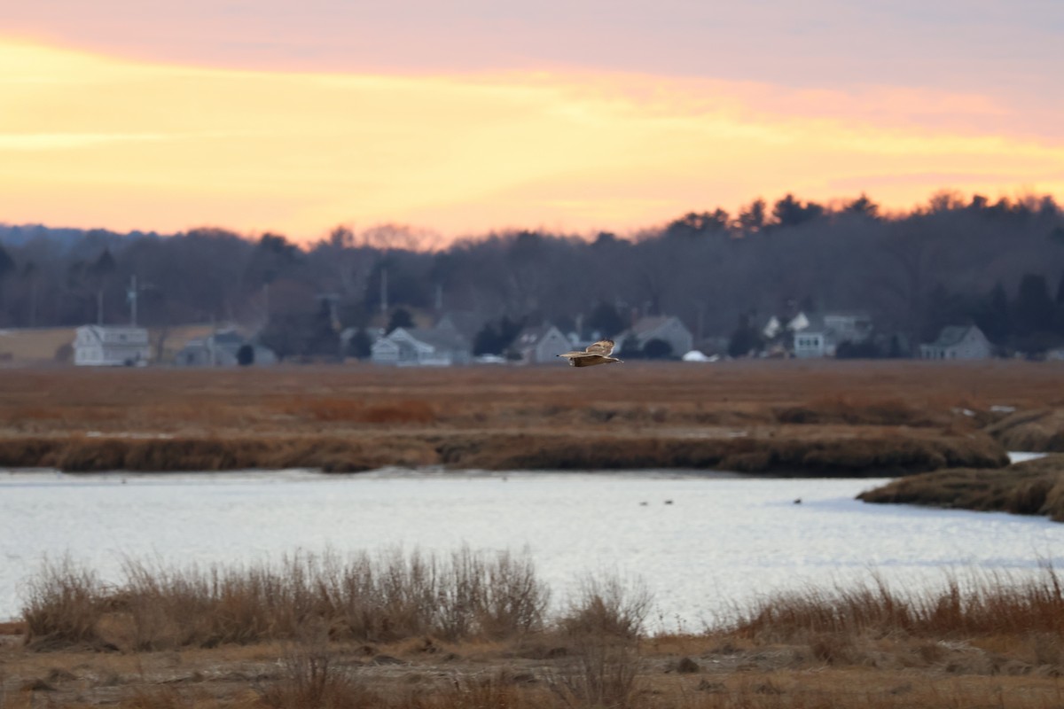 Zingira-hontza - ML647261973