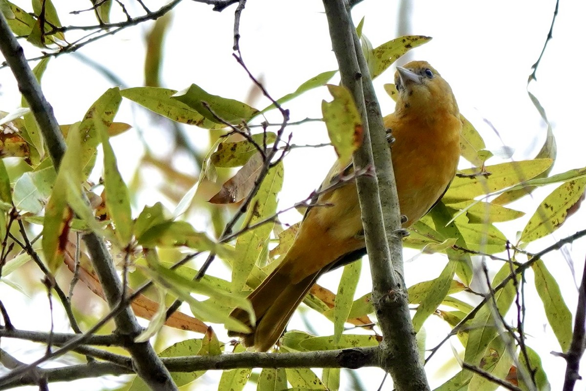פזאי צפוני - ML647261975