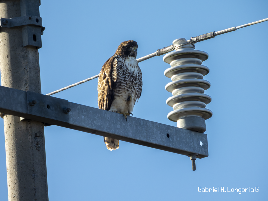 Red-tailed Hawk - ML647262005