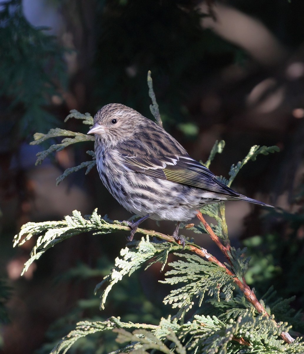 Pine Siskin - ML647262011