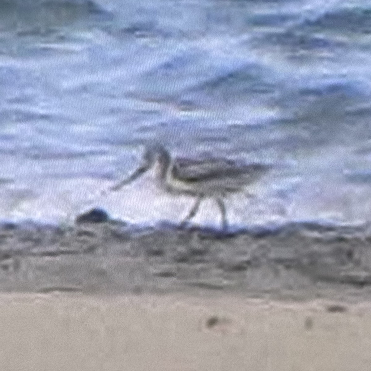 ソリハシシギ - ML647262013