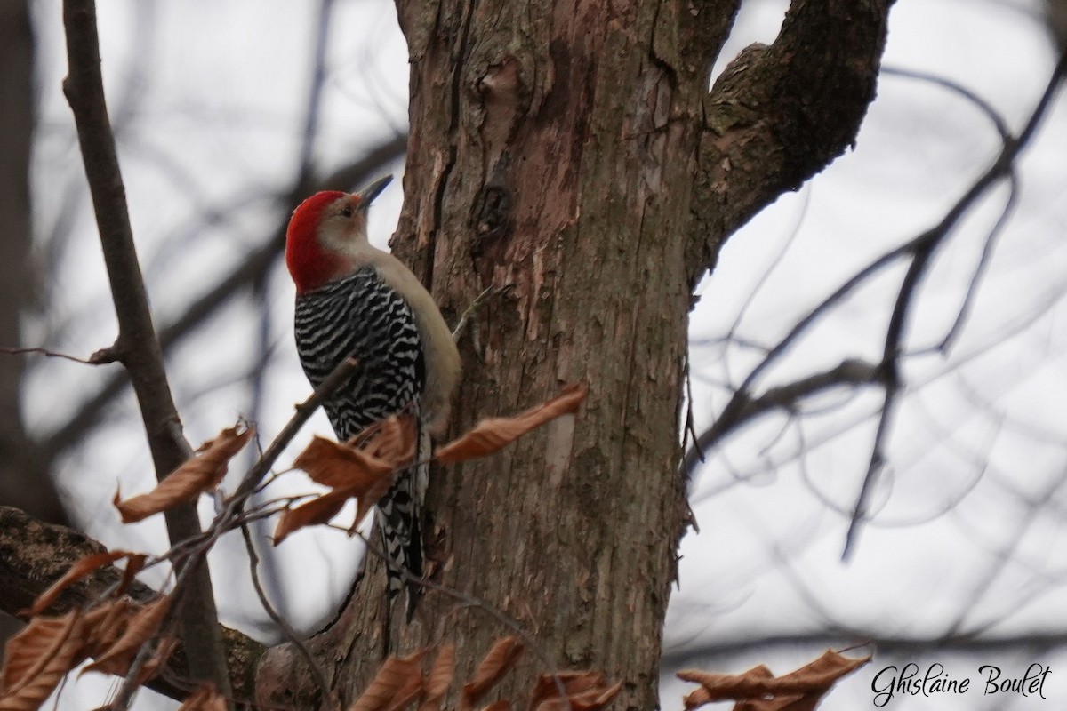 Red-bellied Woodpecker - ML647262029
