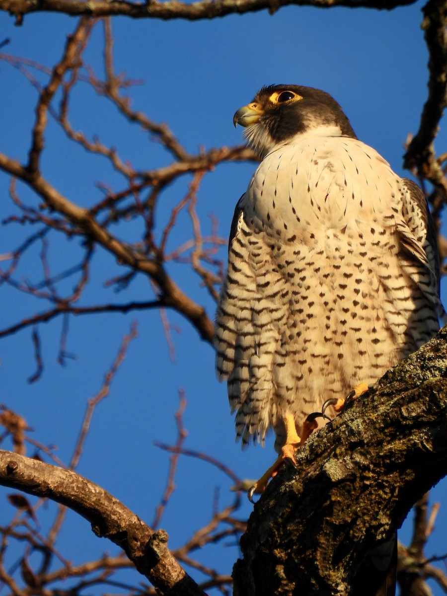 Peregrine Falcon - ML647262036