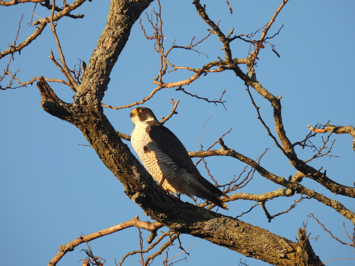 Peregrine Falcon - ML647262039