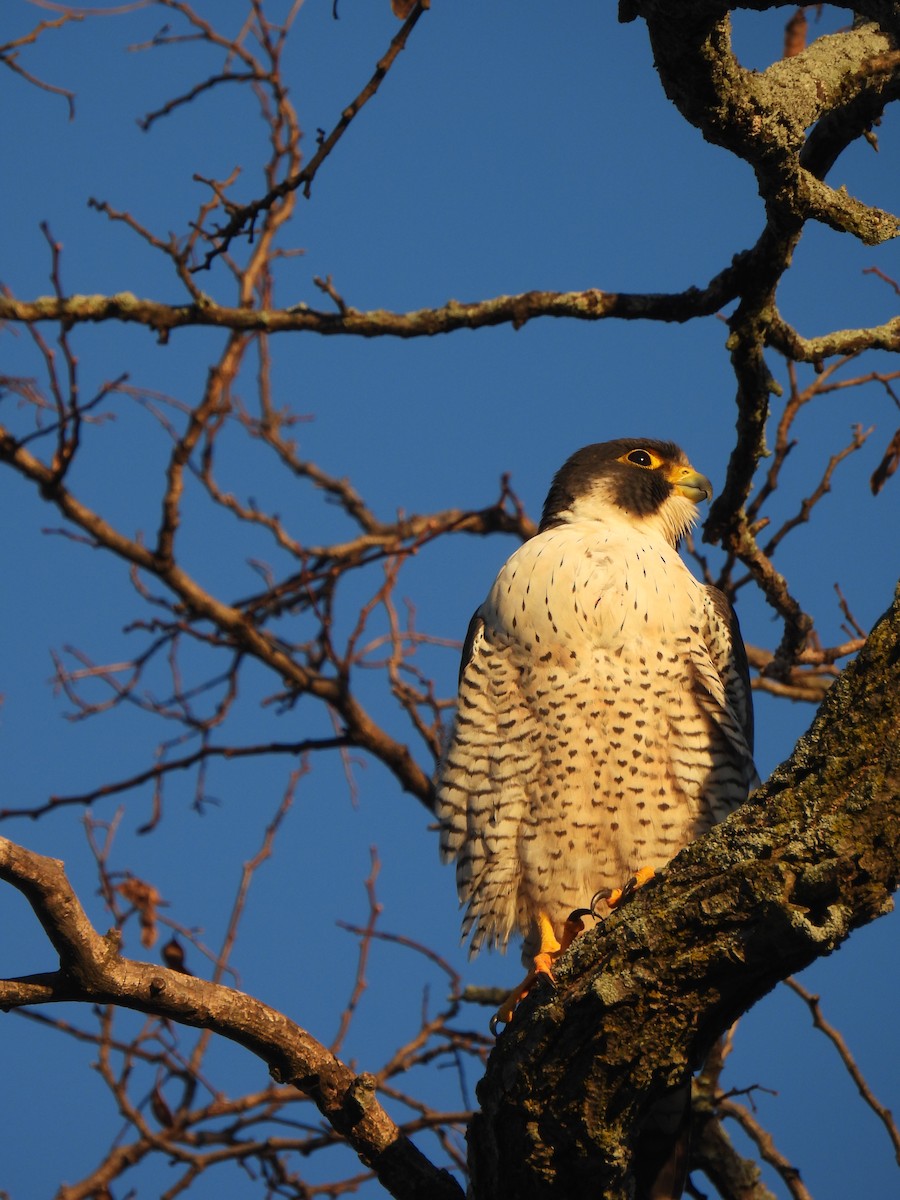 Peregrine Falcon - ML647262040