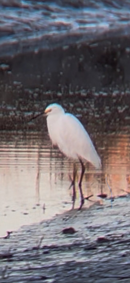 Snowy Egret - ML647262041