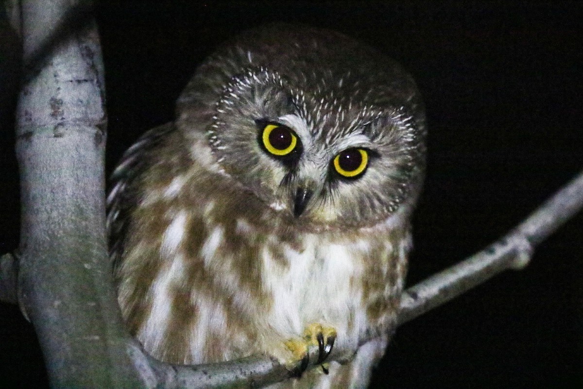 Northern Saw-whet Owl - ML647262045
