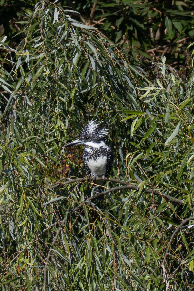Crested Kingfisher - ML647262058