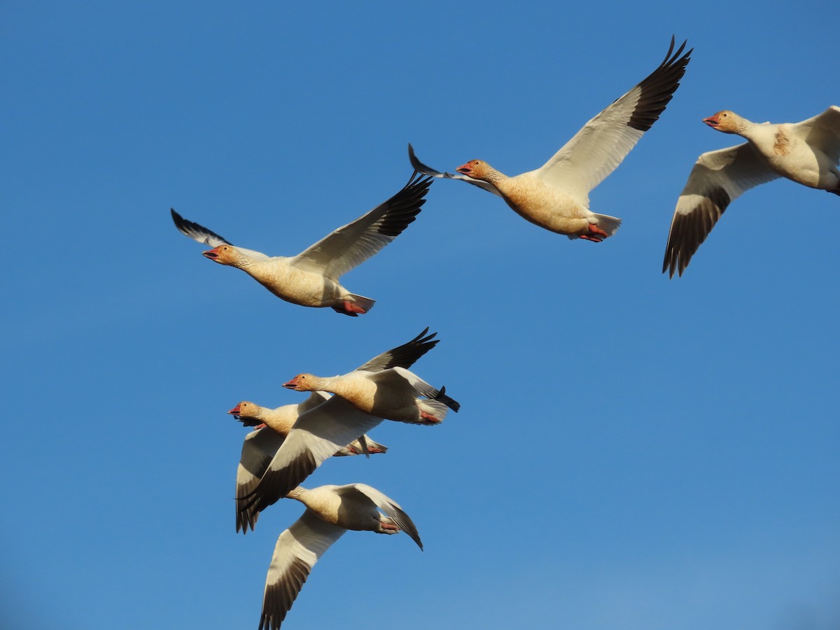 Snow Goose - ML647262070