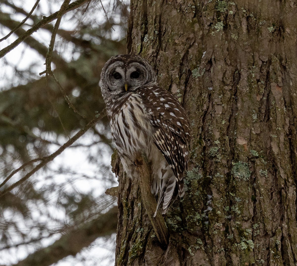 Barred Owl - ML647262072