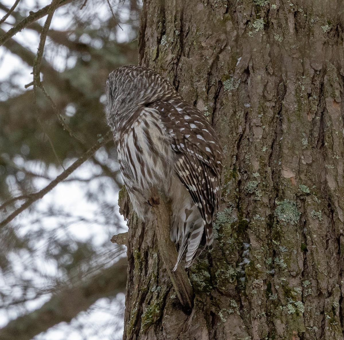 Barred Owl - ML647262073
