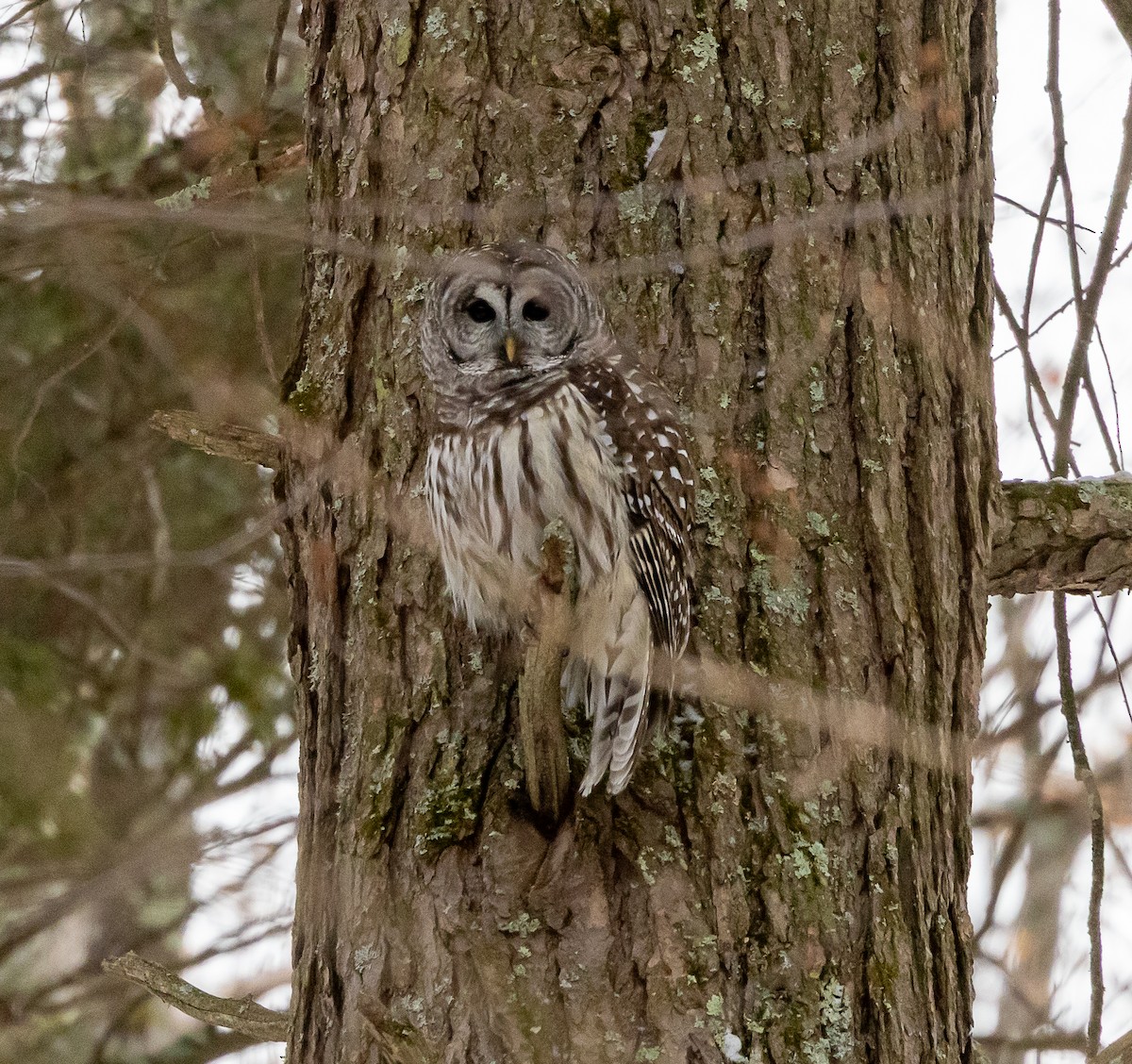 Barred Owl - ML647262074