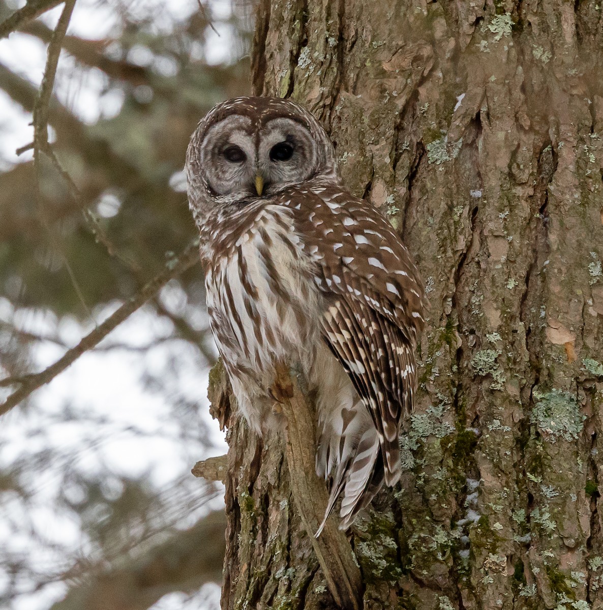 Barred Owl - ML647262075