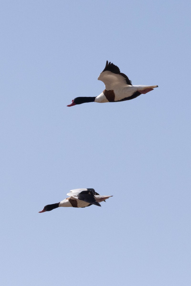 Common Shelduck - ML647262076
