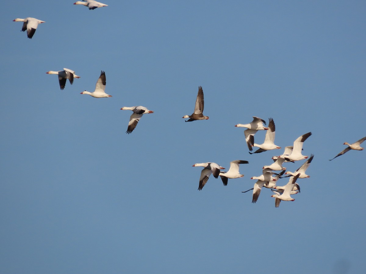 Snow Goose - ML647262085