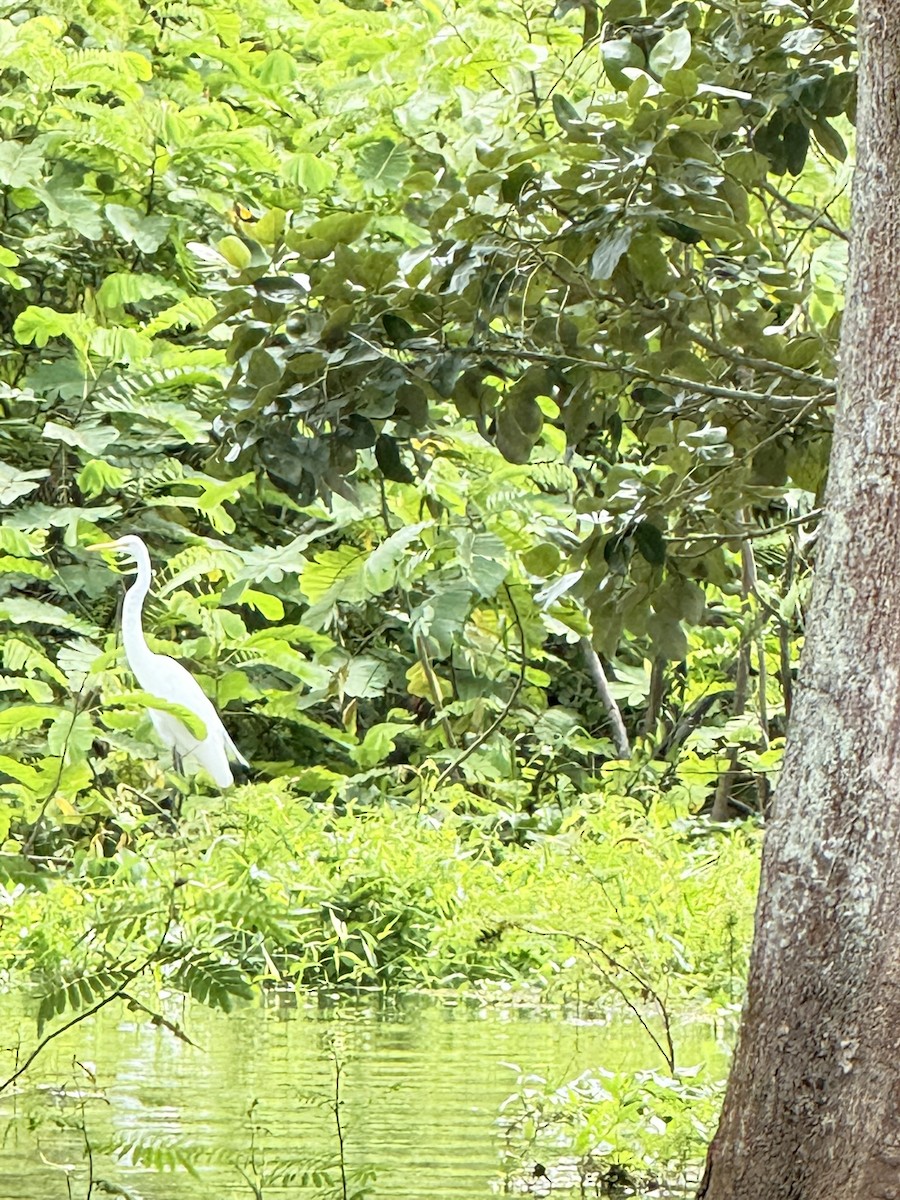 Great Egret - ML647262089