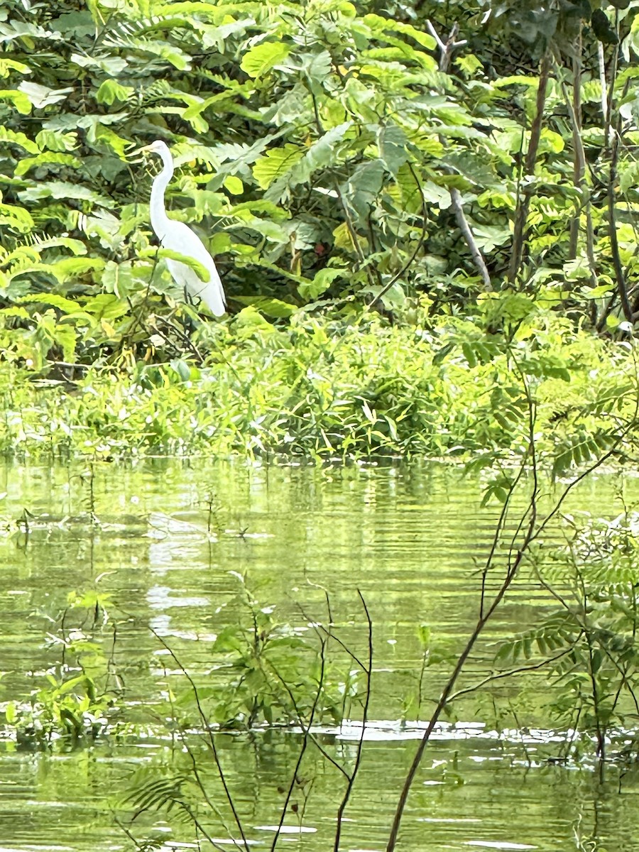 Great Egret - ML647262090