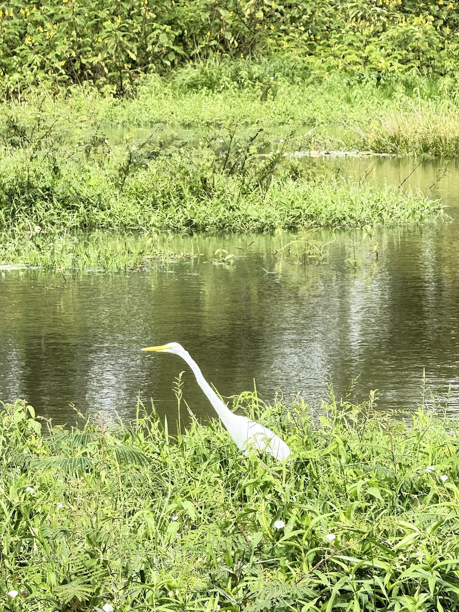 Great Egret - ML647262091