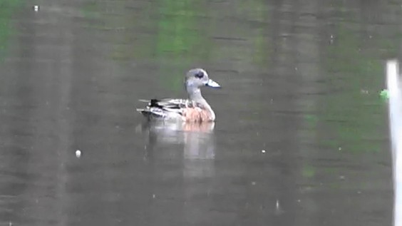 American Wigeon - ML647262092