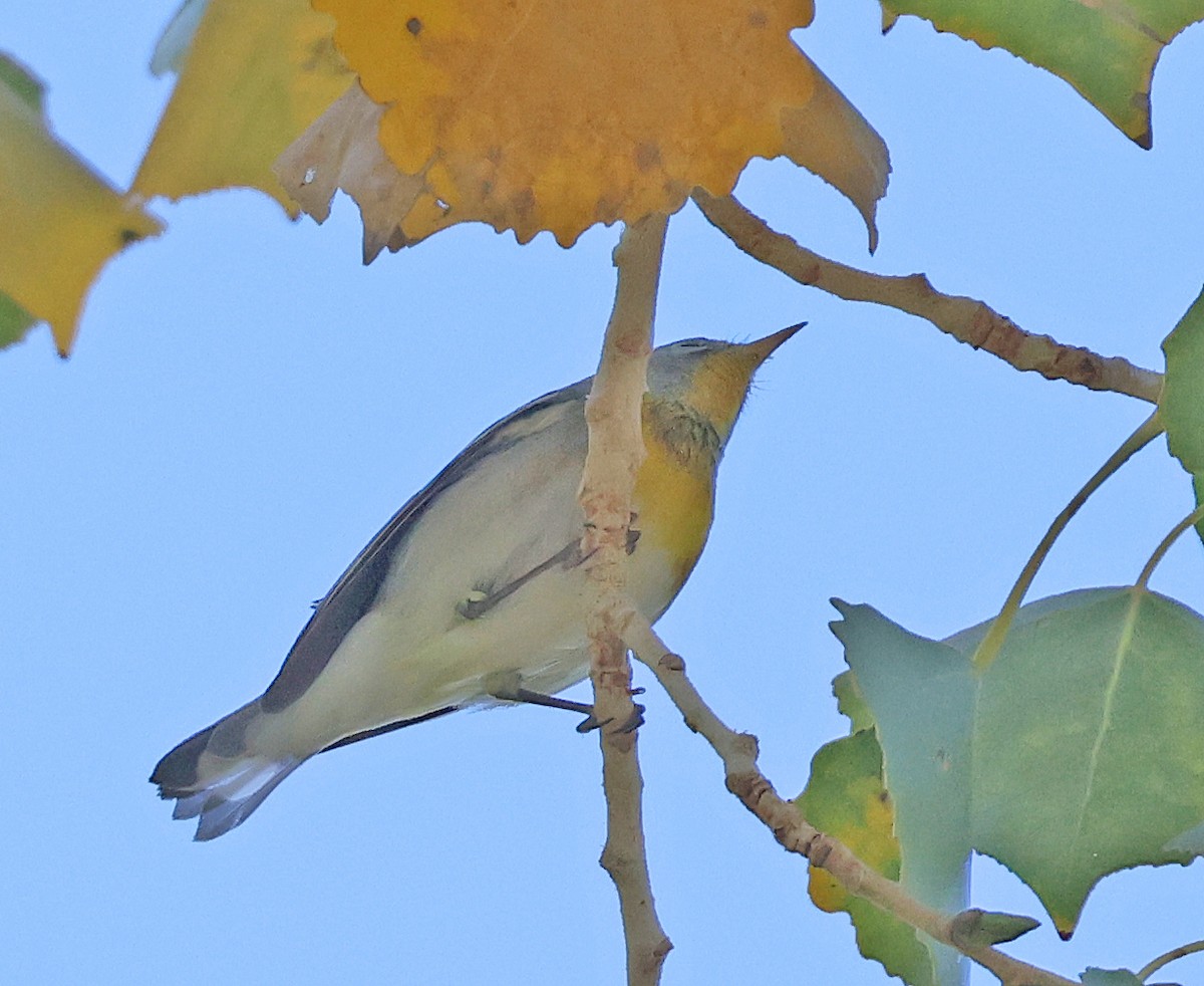 Northern Parula - ML647262095