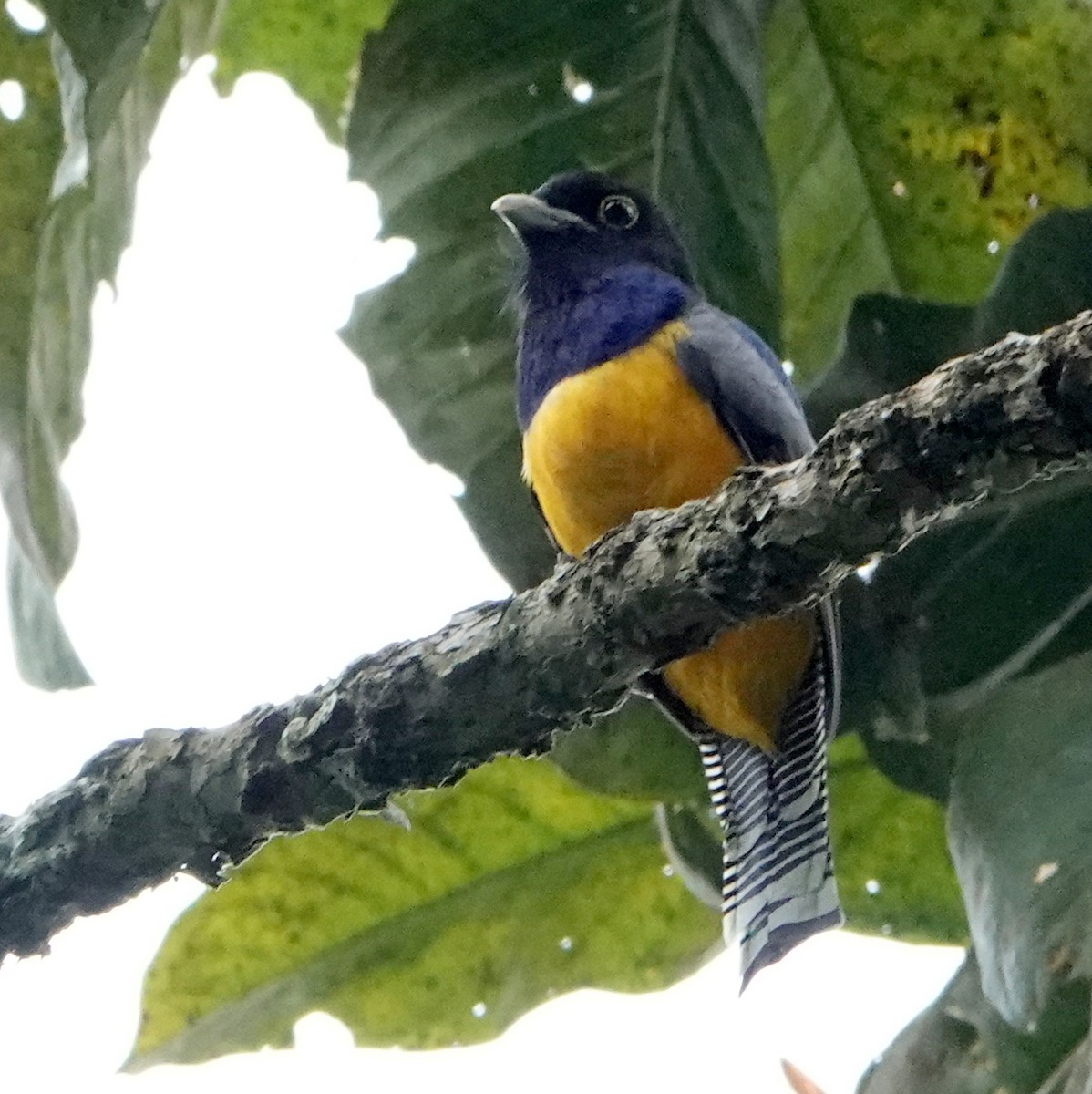 Gartered Violaceous Trogon - ML647262096