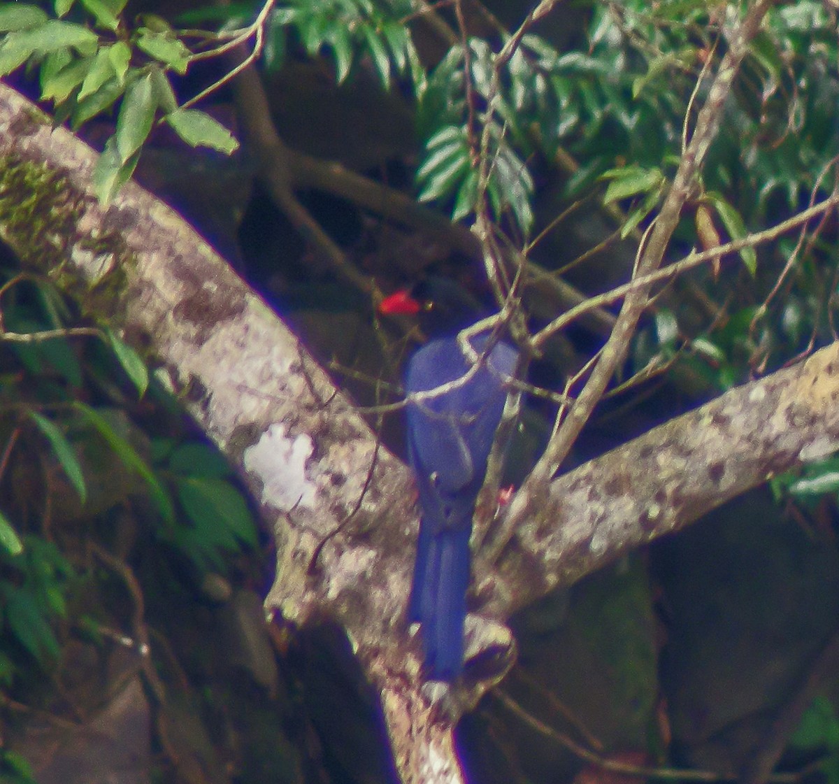 Taiwan Blue-Magpie - ML647262097