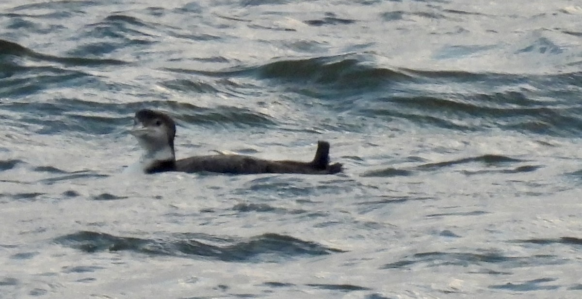 Common Loon - ML647262098