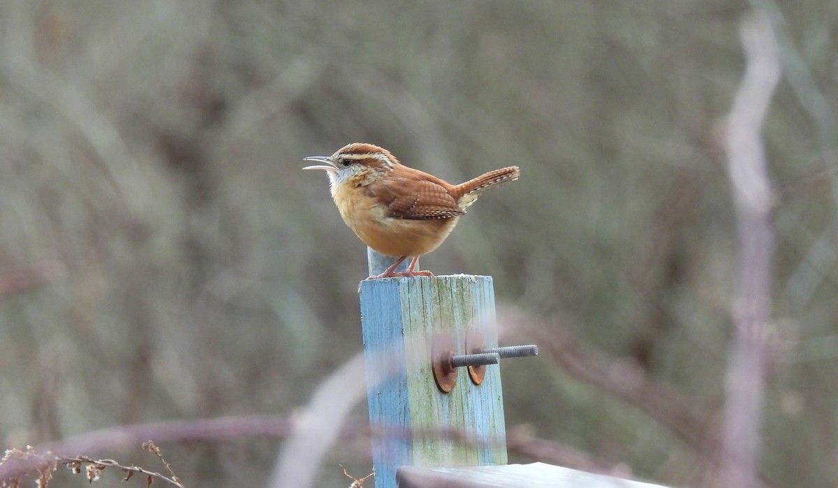 Carolina Wren - ML647262099