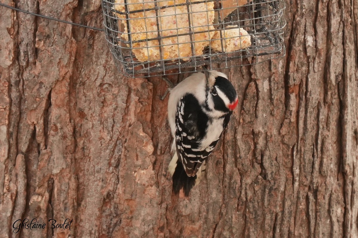 Downy Woodpecker - ML647262100