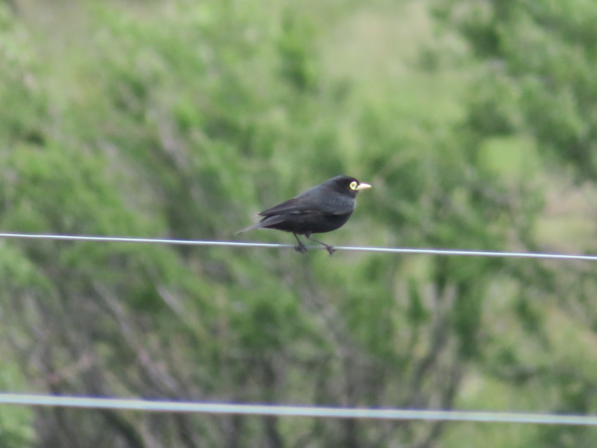 Spectacled Tyrant - ML647262101