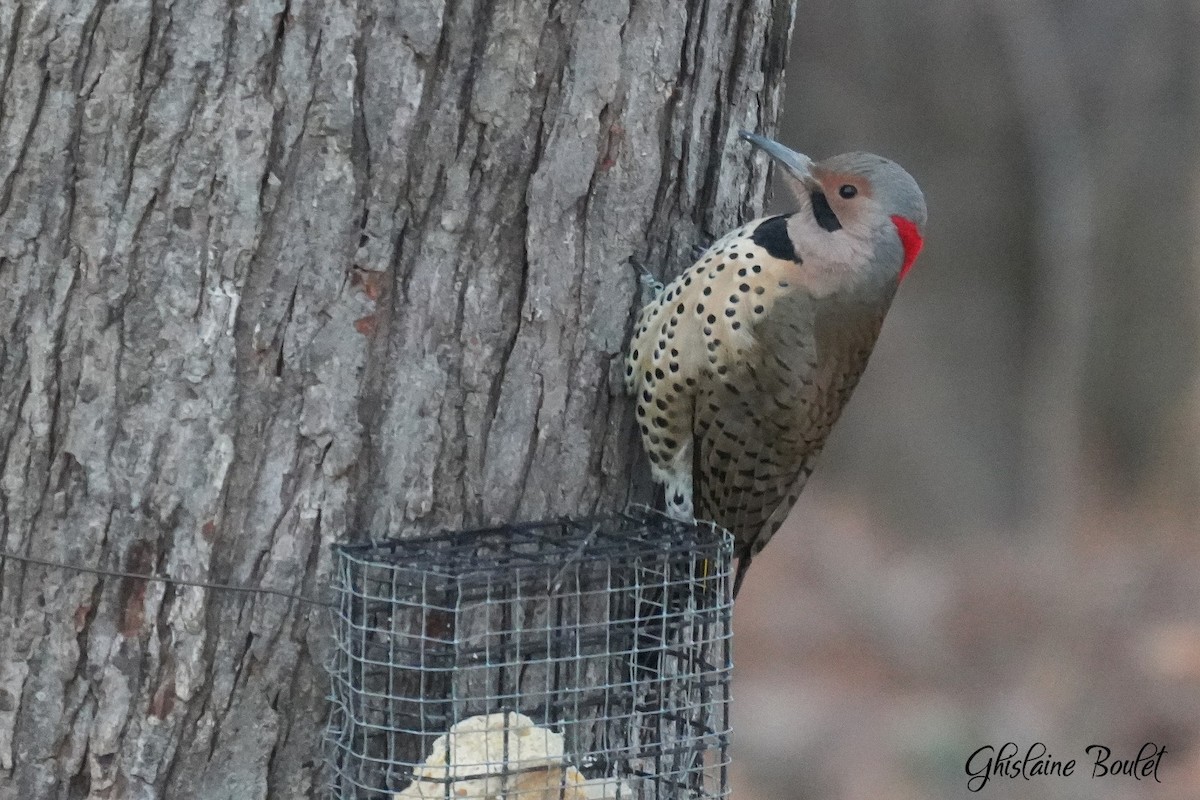 Northern Flicker - ML647262102