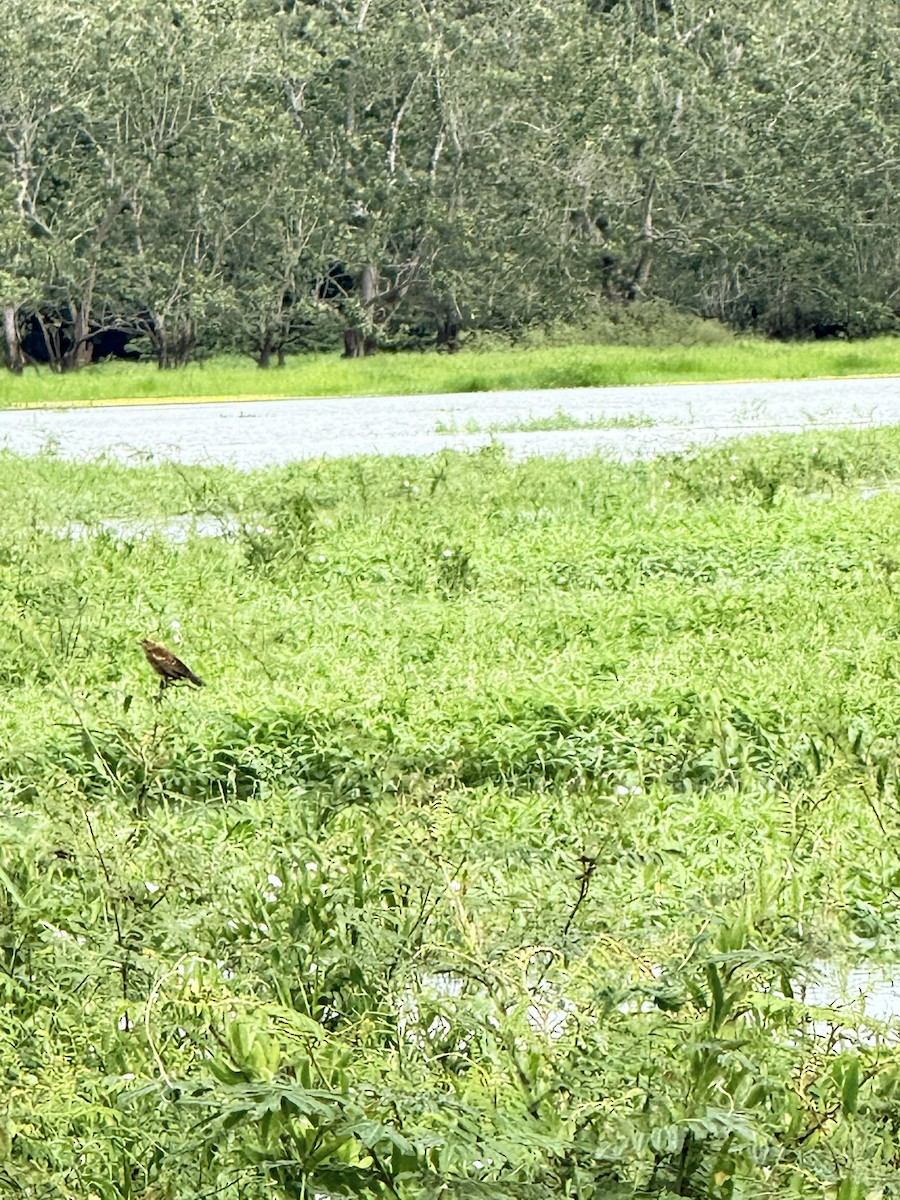 Snail Kite - ML647262104