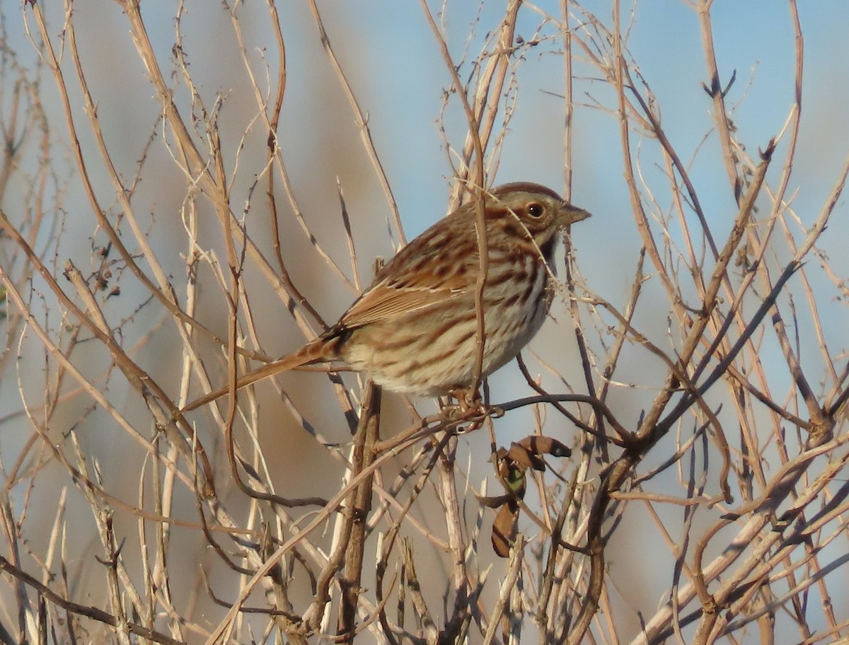 Song Sparrow - ML647262107