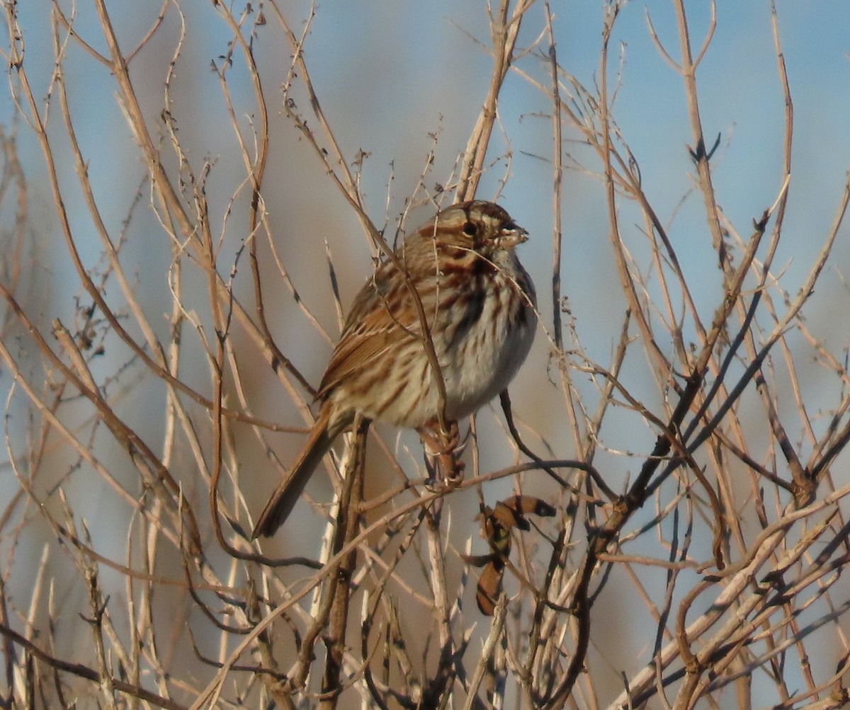 Song Sparrow - ML647262108