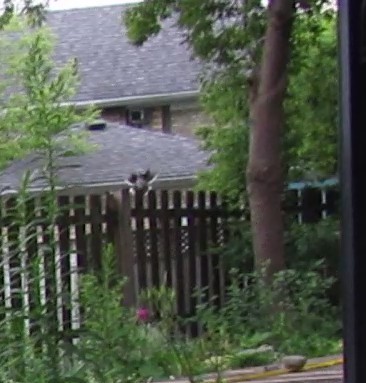 Blue Jay - ML647262111