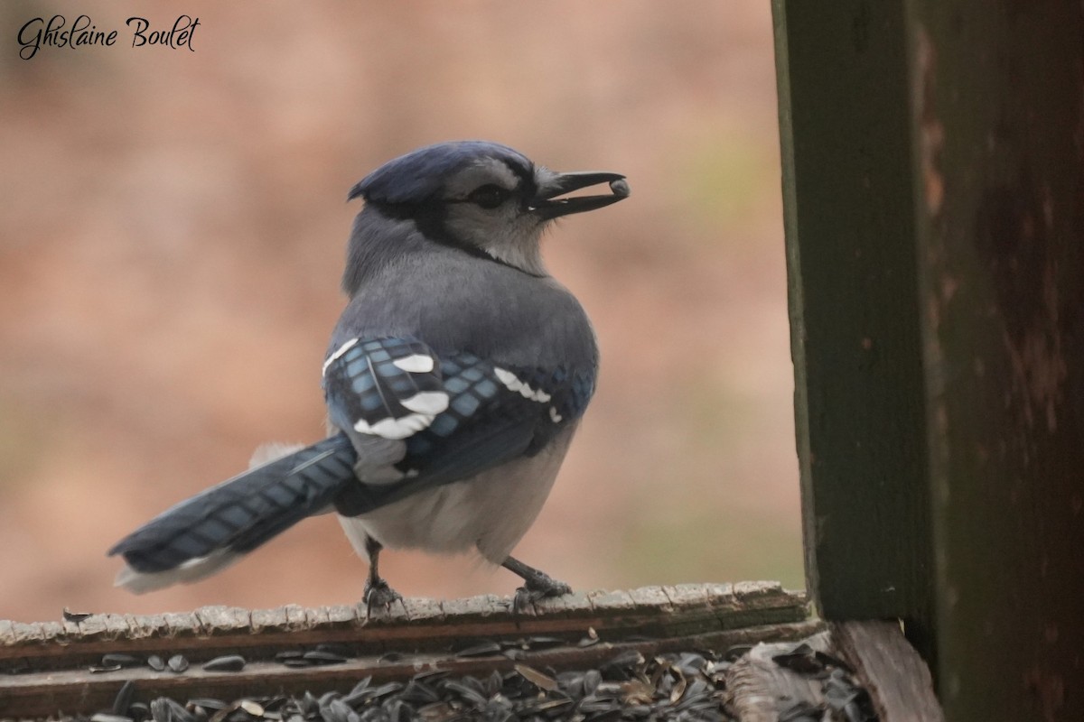 Blue Jay - ML647262113