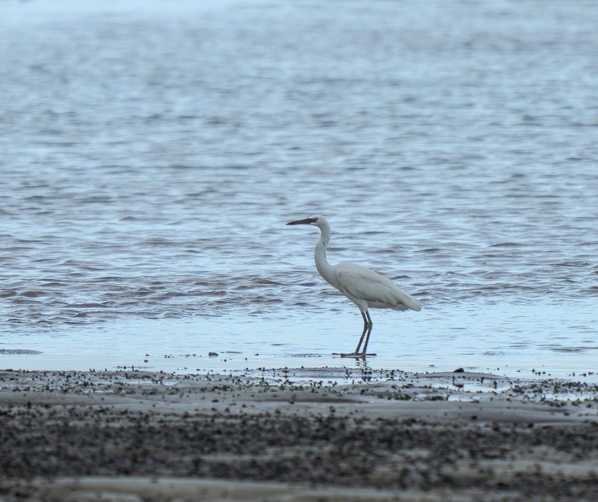 Swinhoe Ak Balıkçılı - ML647262121