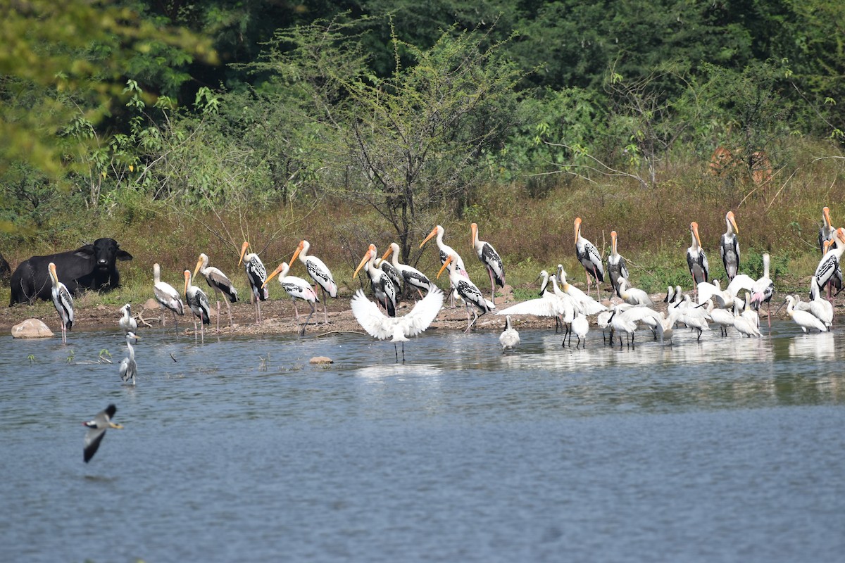 Eurasian Spoonbill - ML647262128