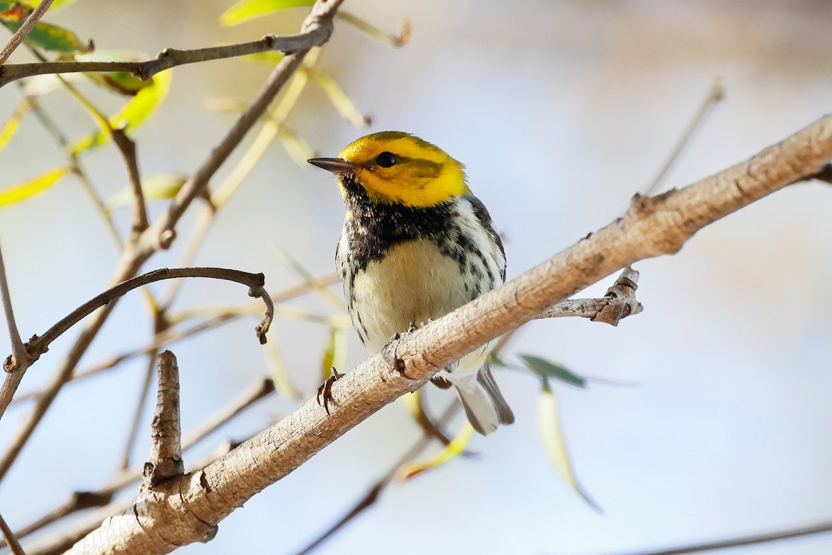 Black-throated Green Warbler - ML647262133