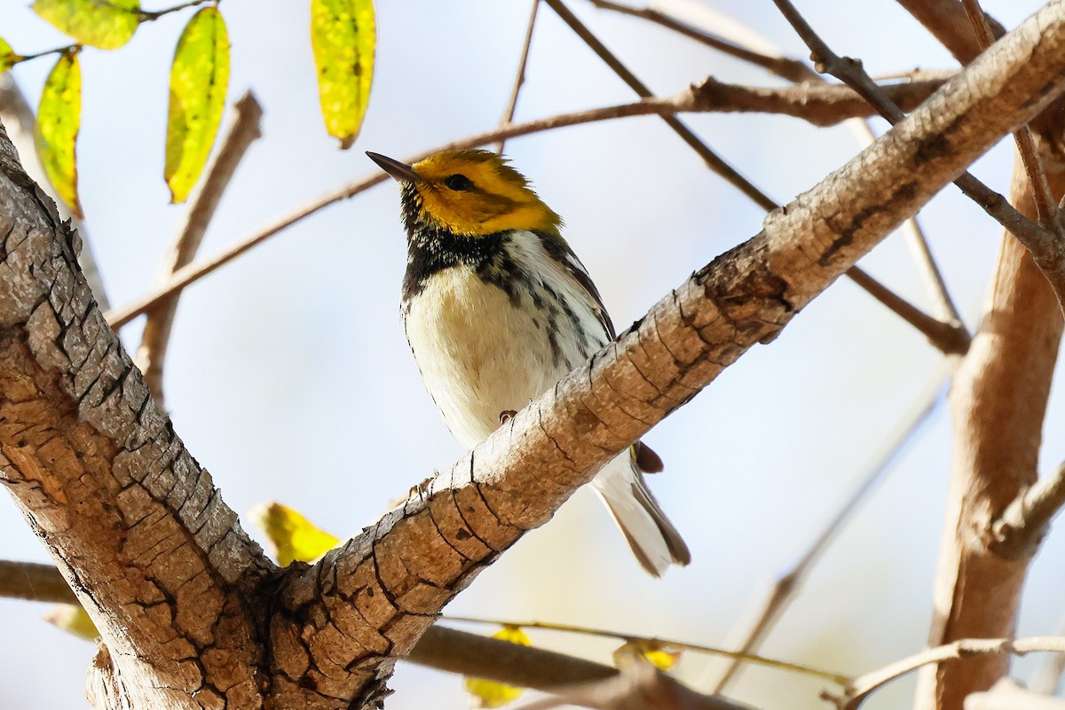 Black-throated Green Warbler - ML647262134