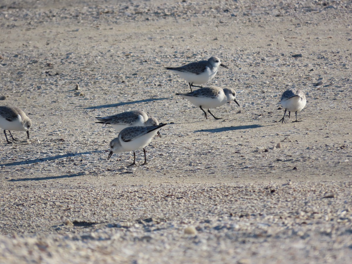 Sanderling - ML647262152