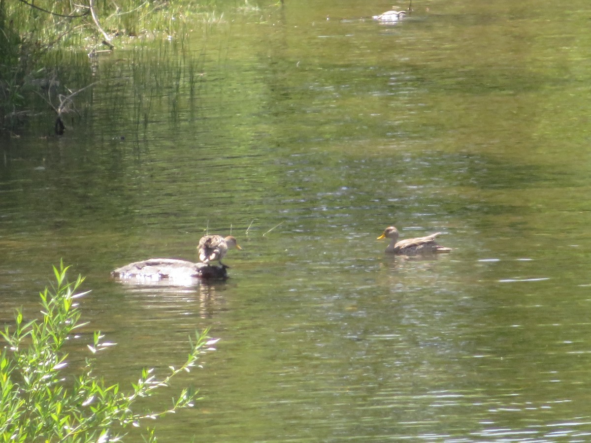 Шилохвіст жовтодзьобий - ML647262158