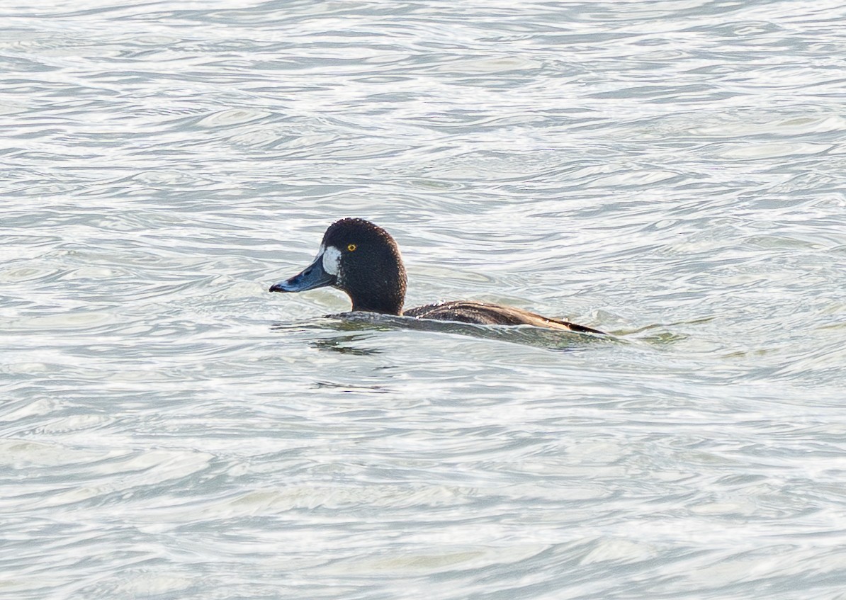 Морская чернеть - ML647262160