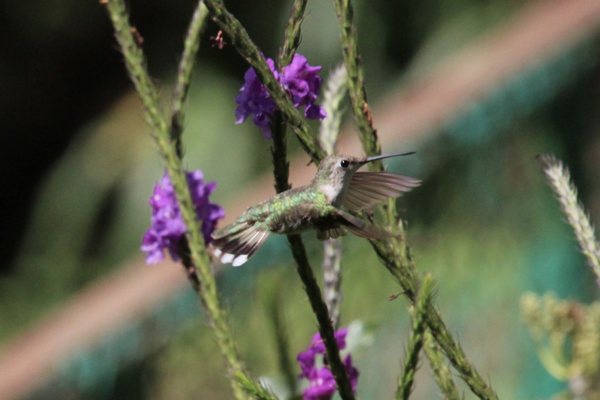 Рубиновогорлый колибри - ML647262162