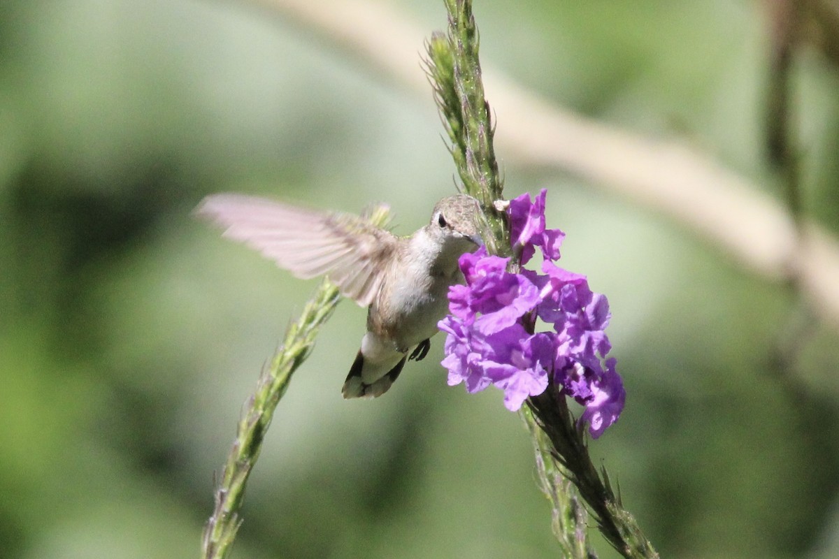 Рубиновогорлый колибри - ML647262163