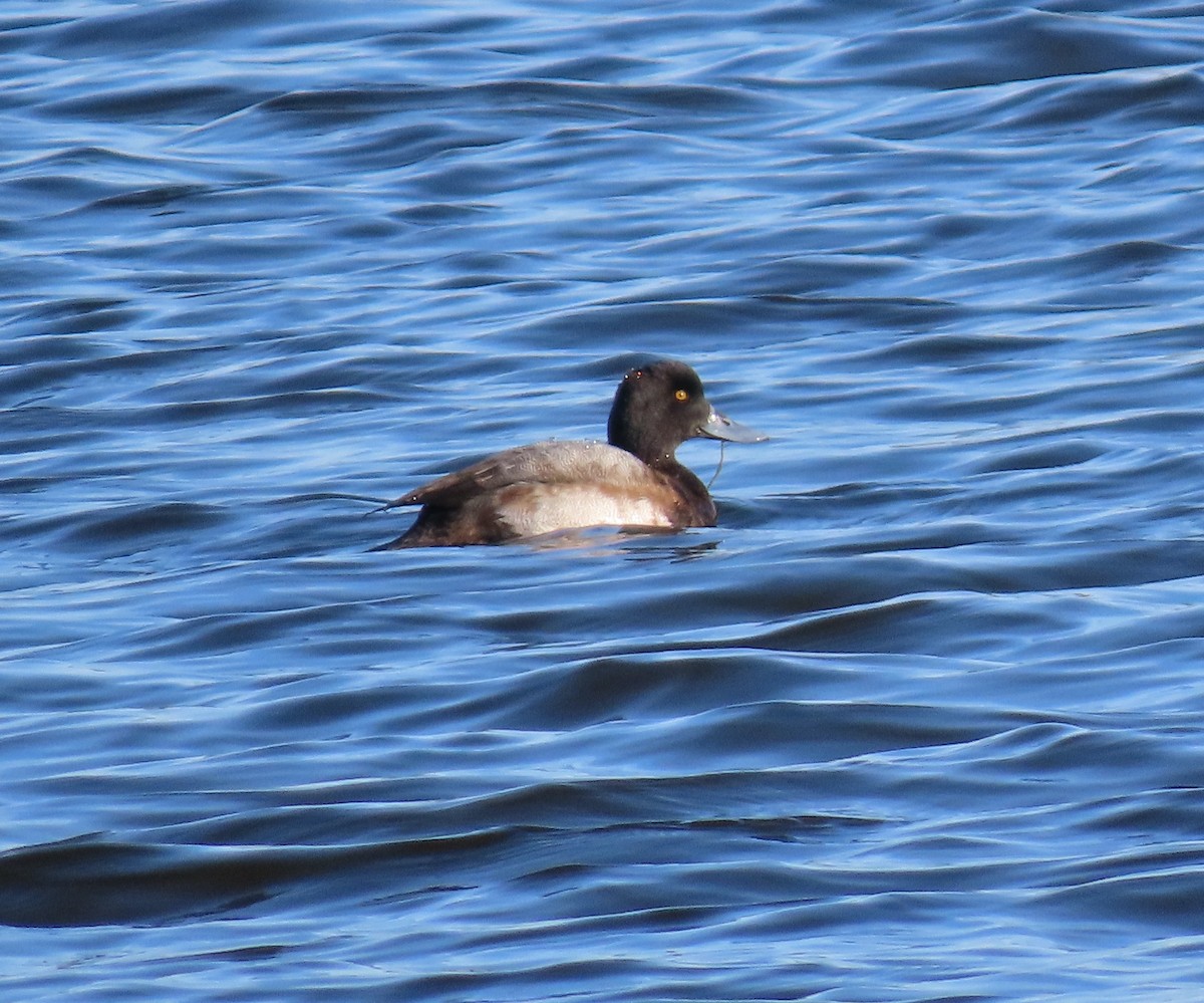 Морская чернеть - ML647262171