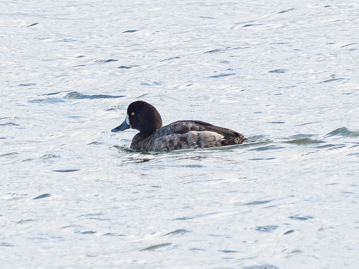 Морская чернеть - ML647262173