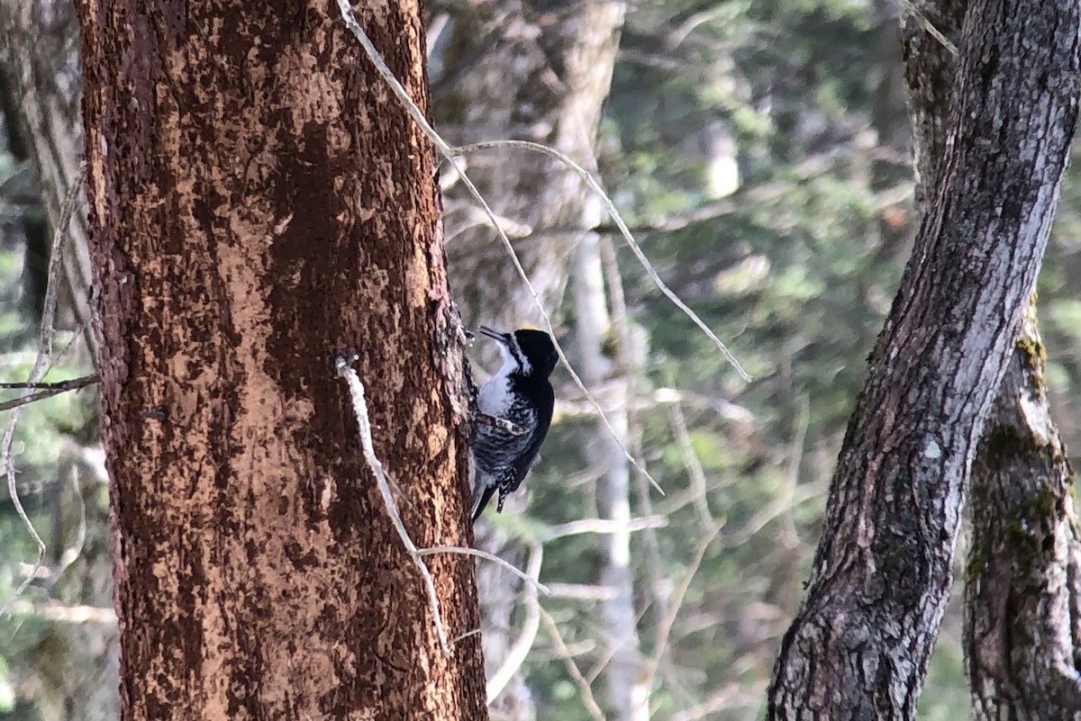 Black-backed Woodpecker - ML647262176